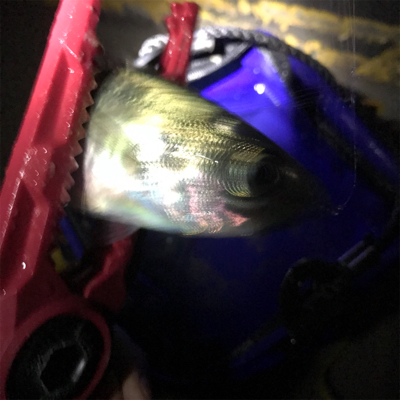 0時からサビキ釣り