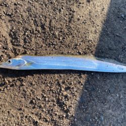 舌平目　ウシノシタ