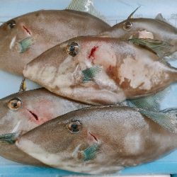 ウマヅラハギ船釣り@鍵庄さん