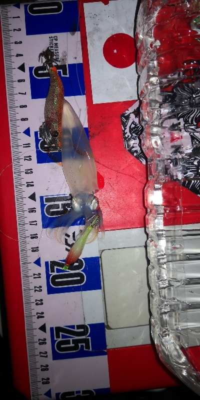 アジング練習348 鯖とライトエギング