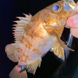 シャローフリークでメバリング