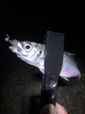 まずまずの釣果