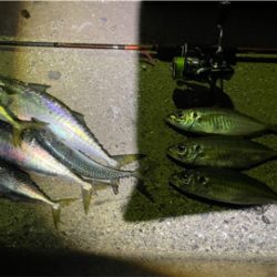 久々にメバル、アジ狙い