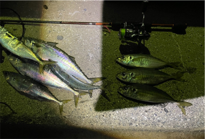 久々にメバル、アジ狙い