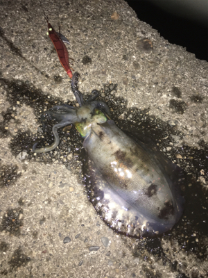 1週間ぶりの良型アオリイカ