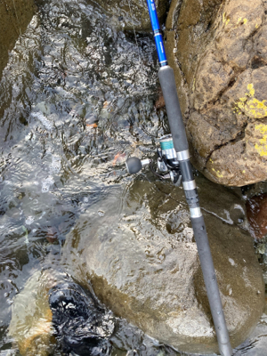 朝マズメのヒラスズキ