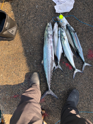 朝9時からのショアジギング!