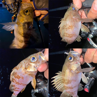 爆風メバリング