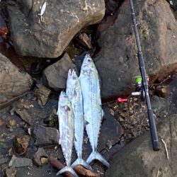 ボイルを追いかけて