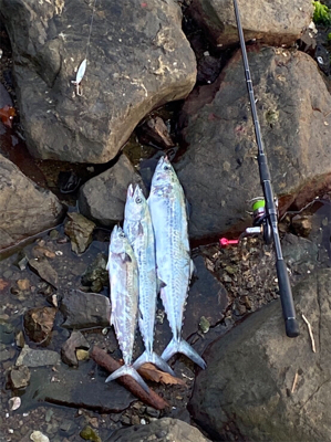 ボイルを追いかけて