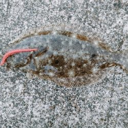 鳥羽水族館裏 小ハゼと小ヒラメ