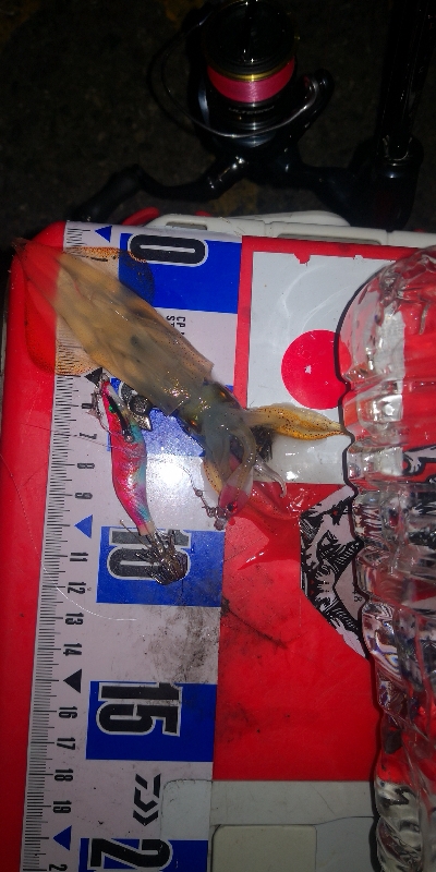 アジング練習352 ライトエギング3 感謝…