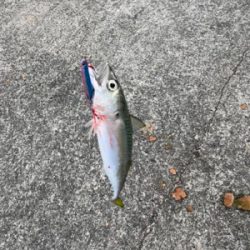 今年最後の釣り