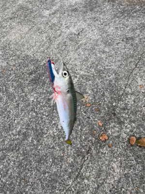 今年最後の釣り