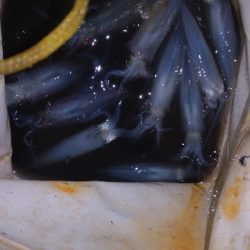 アジング練習353 ライトエギング4