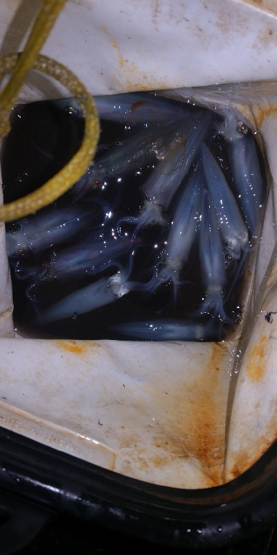 アジング練習353 ライトエギング4