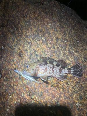 ガシラは裏切らない