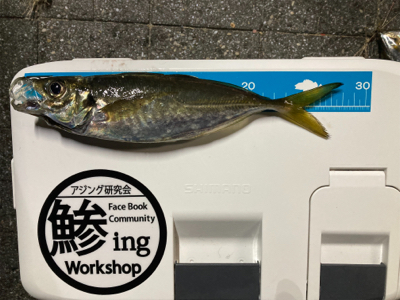 大阪湾奥アジング