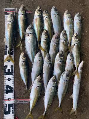 シャローフリークD