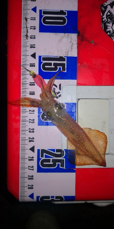 アジング練習354 ライトエギング5