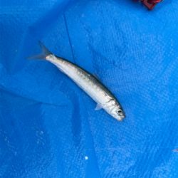 豊浜　イワシ祭り2021