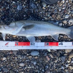 リアクション丸スズキ