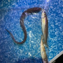 ひさしぶりのあなご