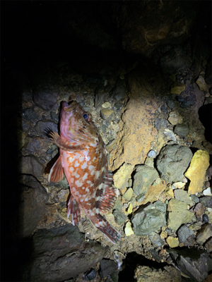 ラストライトゲーム