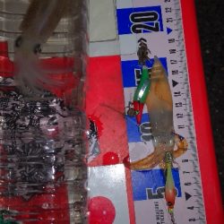 アジング練習355 ライトエギング終演かな？