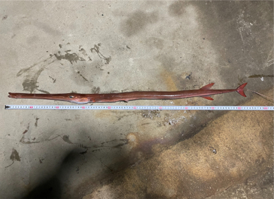 釣り納め　ジギング&タイラバ