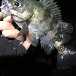 釣り納メバリング