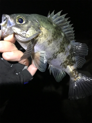 釣り納メバリング