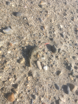 釣り納めはフグ