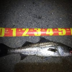 夕マズメ日没直後にシーバス