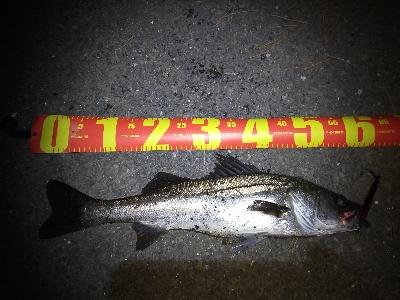 夕マズメ日没直後にシーバス