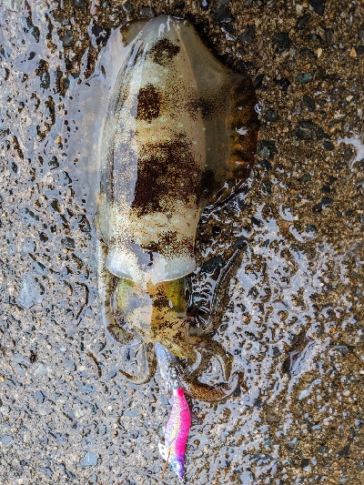 久しぶりの釣果…