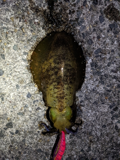 仕事終わりエギング