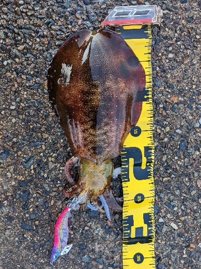 朝マズメ狙いエギング