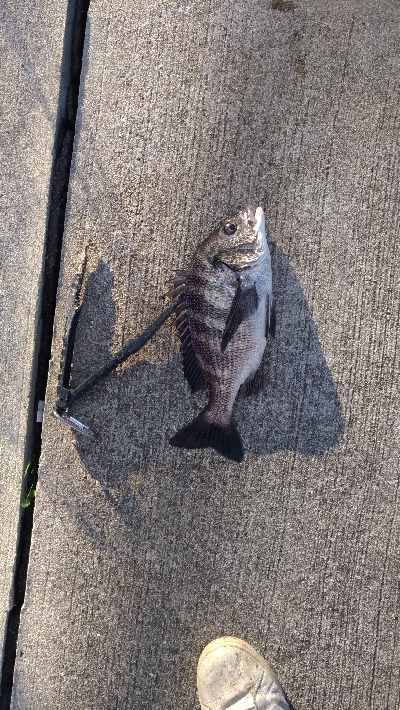 12/4釣果チヌグレガシラアジサバ