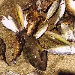 12/11釣果 30センチのグレ!