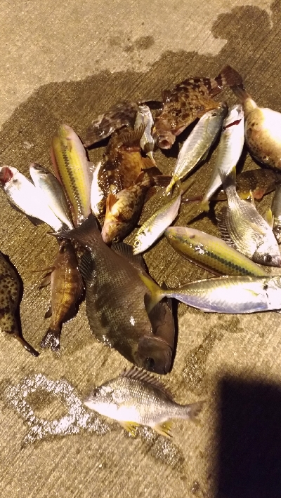 12/11釣果　30センチのグレ！