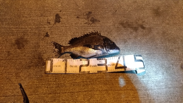 12/18釣果 極寒での紀州釣り