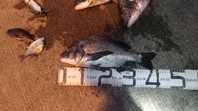 大晦日の釣行　暴風寒波紀州釣り