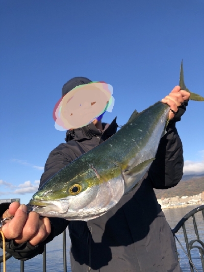 ブリ、メジロ、タチウオ