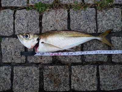 今年もやってきた