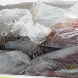 スルメイカ　２３～３５杯　ヤリイカも(^^♪