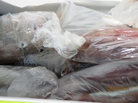 スルメイカ　２３～３５杯　ヤリイカも(^^♪