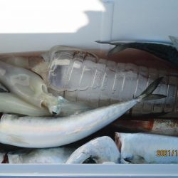 サバ、スルメイカ　釣れたよ(^_-)-☆