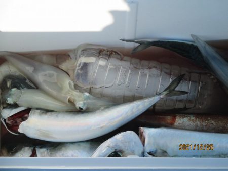 サバ、スルメイカ　釣れたよ(^_-)-☆