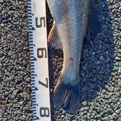 二日連続ランカーゲット